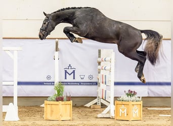 Zangersheider, Étalon, 2 Ans, 167 cm, Gris