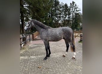 Zangersheider, Étalon, 2 Ans, 168 cm, Gris