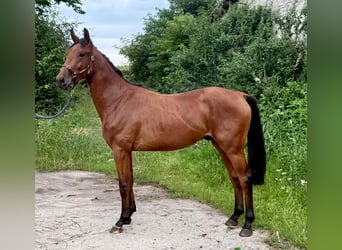 Zangersheider, Étalon, 2 Ans, 170 cm, Bai