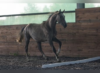 Zangersheider, Étalon, 2 Ans, 172 cm, Alezan brûlé
