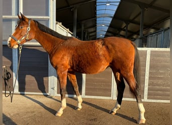 Zangersheider, Étalon, 2 Ans, 175 cm, Bai cerise