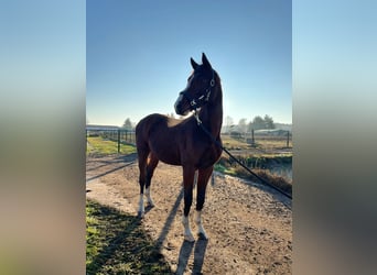 Zangersheider, Étalon, 2 Ans, 175 cm, Bai cerise