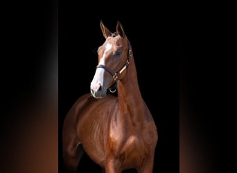 Zangersheider, Étalon, 2 Ans, Bai cerise