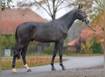 Zangersheider, Étalon, 2 Ans, Gris