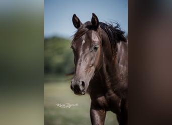 Zangersheider, Étalon, 3 Ans, 148 cm, Noir