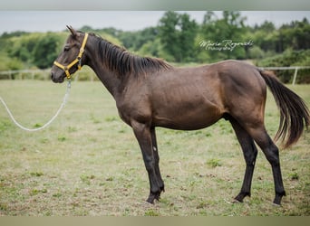 Zangersheider, Étalon, 3 Ans, 148 cm, Noir