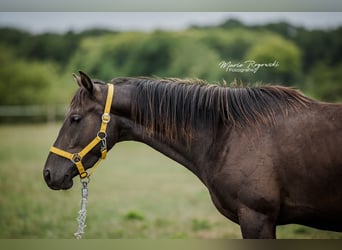 Zangersheider, Étalon, 3 Ans, 148 cm, Noir