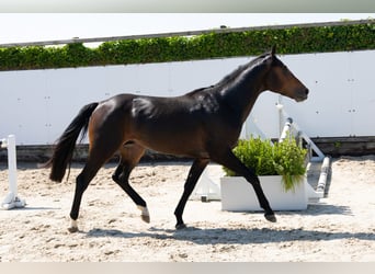 Zangersheider, Étalon, 3 Ans, 155 cm, Bai brun