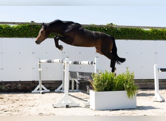 Zangersheider, Étalon, 3 Ans, 155 cm, Bai brun
