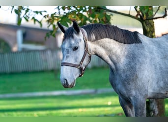 Zangersheider, Étalon, 3 Ans, 156 cm, Gris