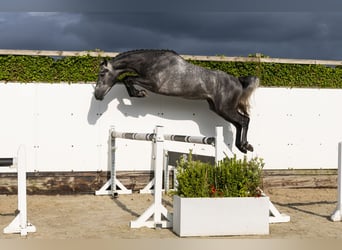 Zangersheider, Étalon, 3 Ans, 162 cm, Gris