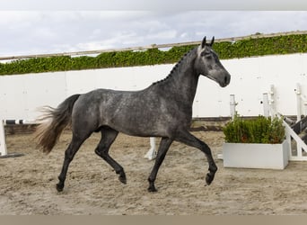 Zangersheider, Étalon, 3 Ans, 162 cm, Gris