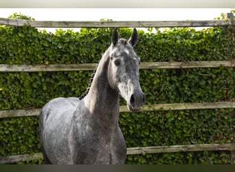 Zangersheider, Étalon, 3 Ans, 162 cm, Gris