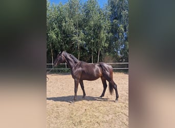 Zangersheider, Étalon, 3 Ans, 163 cm, Noir