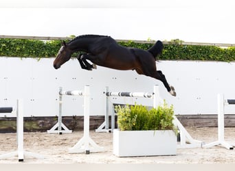 Zangersheider, Étalon, 3 Ans, 165 cm, Bai brun