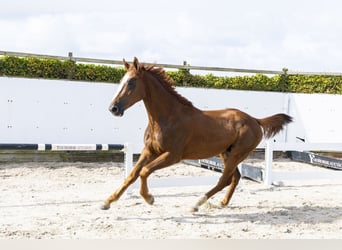 Zangersheider, Étalon, 3 Ans, 166 cm, Alezan