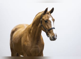 Zangersheider, Étalon, 3 Ans, 166 cm