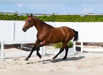 Zangersheider, Étalon, 3 Ans, 167 cm, Bai