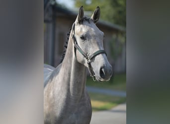 Zangersheider, Étalon, 3 Ans, 167 cm, Gris