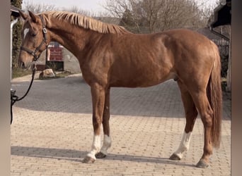 Zangersheider, Étalon, 3 Ans, 168 cm, Alezan