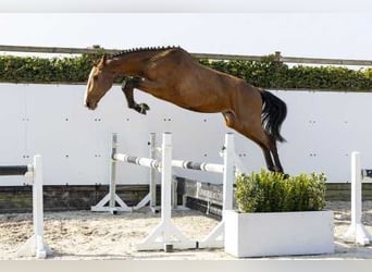 Zangersheider, Étalon, 3 Ans, 168 cm, Bai