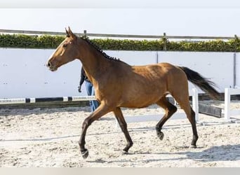 Zangersheider, Étalon, 3 Ans, 168 cm, Bai