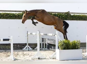Zangersheider, Étalon, 3 Ans, 168 cm, Bai