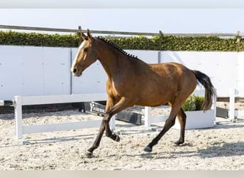 Zangersheider, Étalon, 3 Ans, 168 cm, Bai