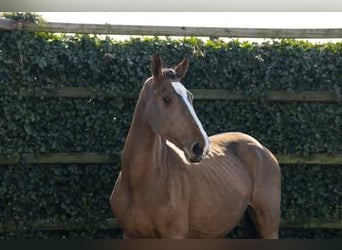Zangersheider, Étalon, 3 Ans, 168 cm, Bai