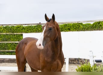 Zangersheider, Étalon, 3 Ans, 168 cm, Bai