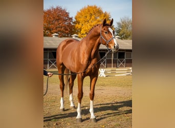 Zangersheider, Étalon, 3 Ans, 169 cm, Alezan