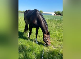 Zangersheider, Étalon, 3 Ans, 170 cm, Bai brun