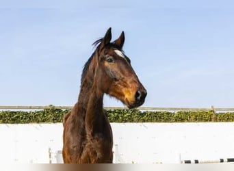 Zangersheider, Étalon, 3 Ans, 170 cm, Bai