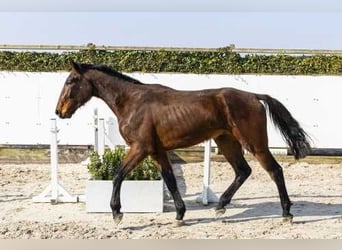 Zangersheider, Étalon, 3 Ans, 170 cm, Bai