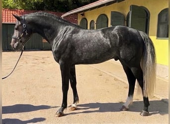 Zangersheider, Étalon, 3 Ans, 170 cm, Gris