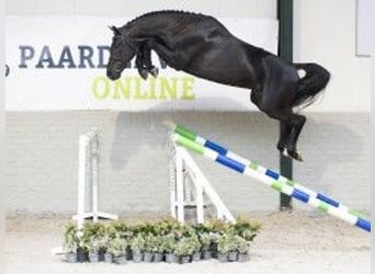 Zangersheider, Étalon, 3 Ans, 170 cm, Noir