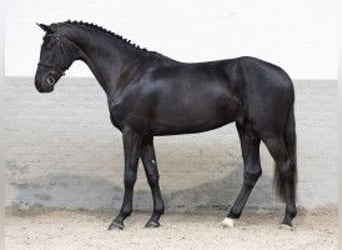 Zangersheider, Étalon, 3 Ans, 170 cm, Noir