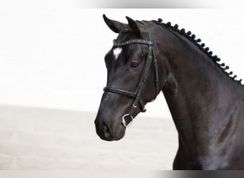 Zangersheider, Étalon, 3 Ans, 170 cm, Noir