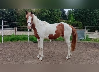 Zangersheider, Étalon, 3 Ans, 170 cm, Pinto