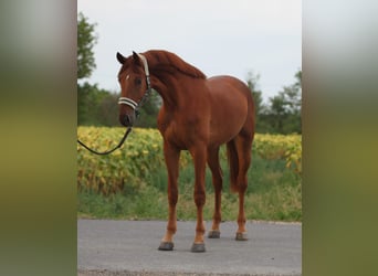 Zangersheider, Étalon, 3 Ans, 171 cm, Alezan