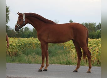 Zangersheider, Étalon, 3 Ans, 171 cm, Alezan