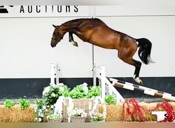 Zangersheider, Étalon, 3 Ans, 171 cm, Bai