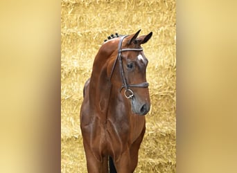 Zangersheider, Étalon, 3 Ans, 171 cm, Bai