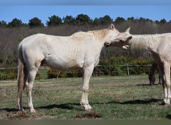 Zangersheider, Étalon, 3 Ans, 172 cm, Perlino
