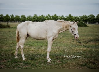 Zangersheider, Étalon, 3 Ans, 172 cm, Perlino