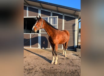 Zangersheider, Étalon, 3 Ans, 175 cm