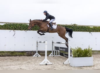 Zangersheider, Étalon, 3 Ans, 175 cm