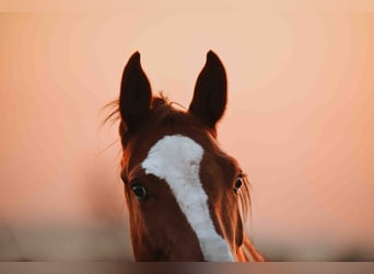 Zangersheider, Étalon, 3 Ans, Alezan