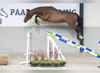 Zangersheider, Étalon, 3 Ans, Bai