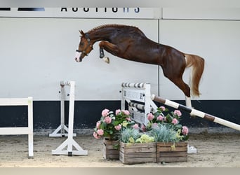 Zangersheider, Étalon, 3 Ans